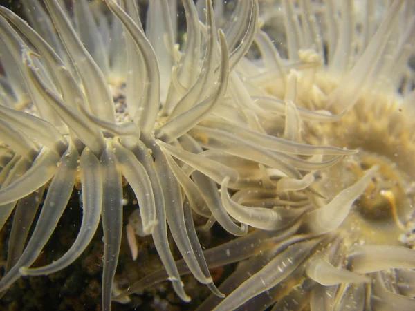 stock image Actinia