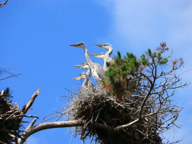 Gri balıkçıl (Ardea cinerea yavrular)