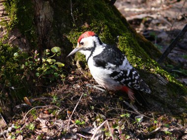 White-backed Woodpecker (Dendrocopos leucotos) clipart