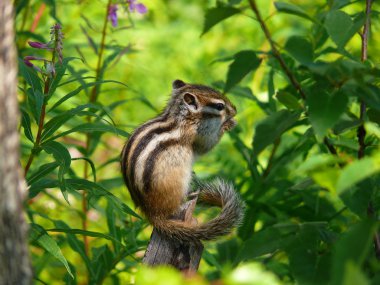 Siberian Chipmunk (Tamias sibiricus) clipart