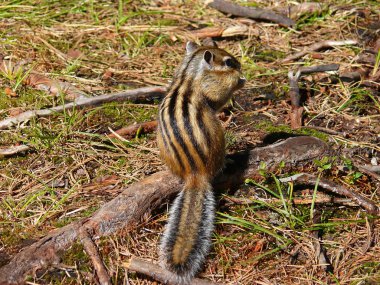 Siberian Chipmunk (Tamias sibiricus) clipart