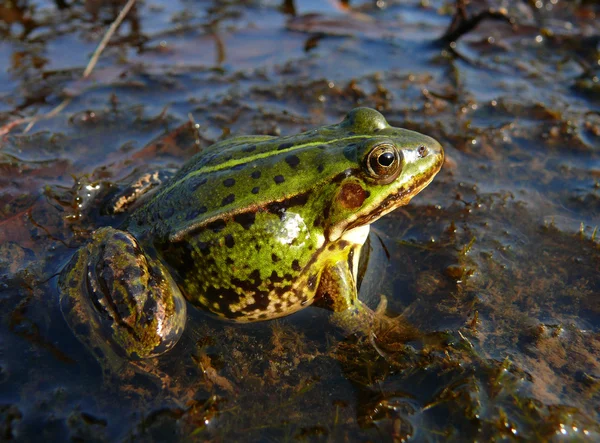 stock image Marsh frog (Rana ridibunda)