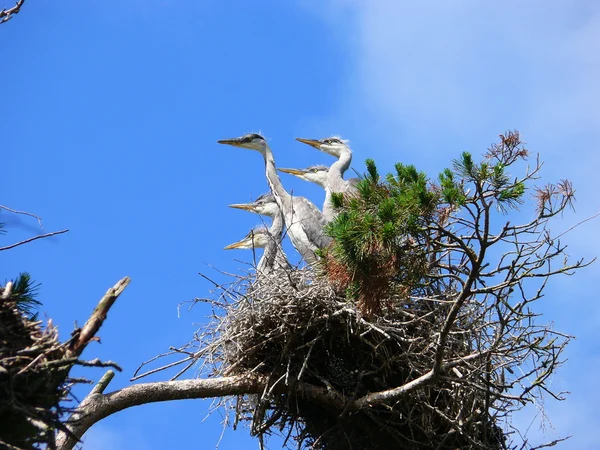 Nestlings of Grey Heron (Ardea cinerea) — Stock Photo, Image