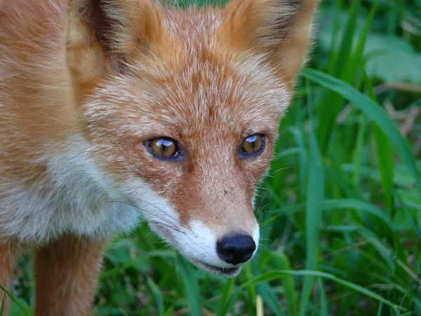 赤狐 (ホンドギツネ キツネ属) — ストック写真