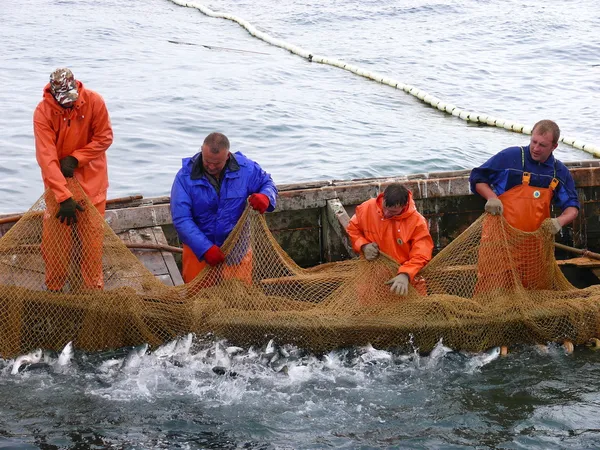 Salmon fishing — Stock Photo, Image