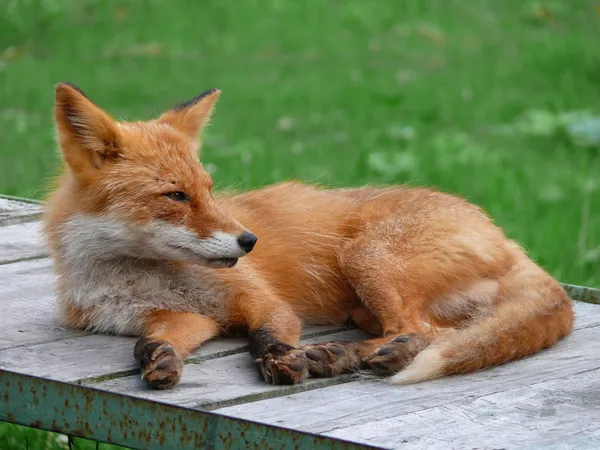 A raposa vermelha (Vulpes vulpes ) — Fotografia de Stock