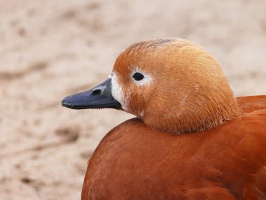 Angut (Tadorna ferruginea)