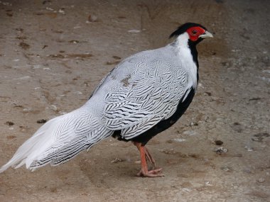 The Silver Pheasant (Lophura nycthemera) clipart