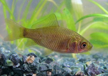 The crucian carp (Carassius carassius) clipart