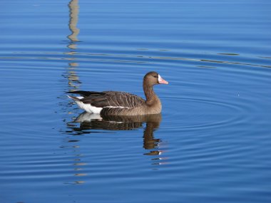 The Greater White-fronted Goose (Anser albifrons) clipart