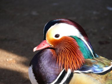 Mandarin ördeği (Aix galericulata))