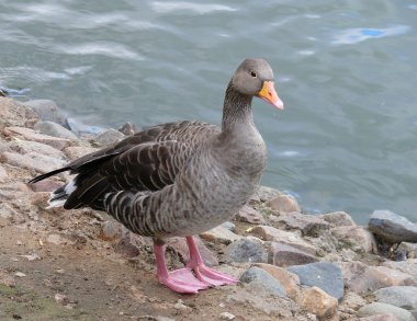 The Greylag Goose (Anser anser) clipart