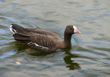 The Lesser white-fronted goose (Anser erythropus) clipart