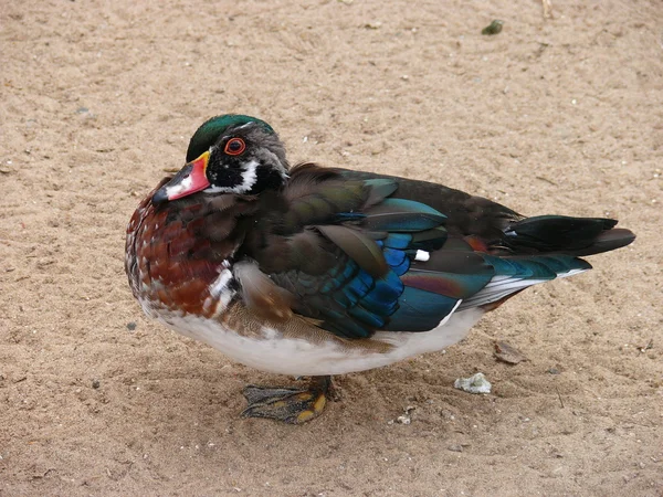 The Wood Duck (Aix sponsa) — Stock Photo, Image