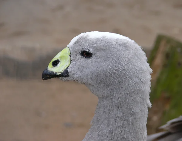 The Cape Barren Goose (Cereopsis novaehollandiae) — Stock Photo, Image