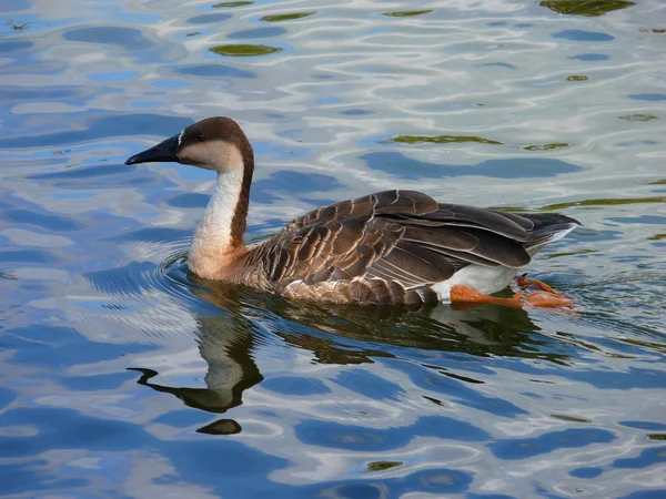 The Swan Goose (Anser cygnoides) — Stock Photo, Image