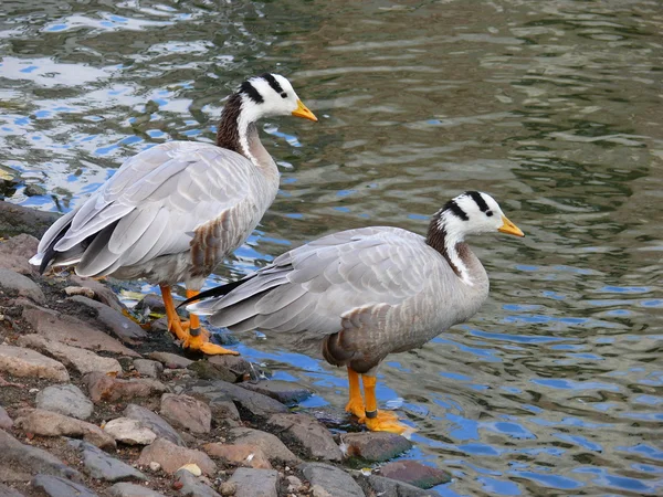 The Bar-headed Goose (Anser indicus) — Stock Photo, Image