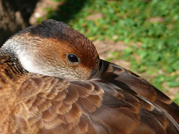 El pato silbante de las Indias Occidentales (Dendrocygna arborea ) —  Fotos de Stock