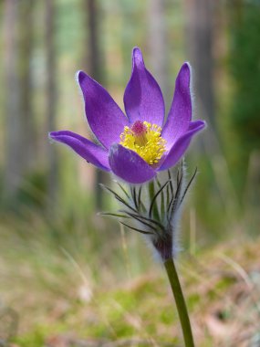 The Pasque flower (Pulsatilla patens) clipart