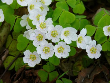 The Wood Sorrel (Oxalis acetosella) clipart