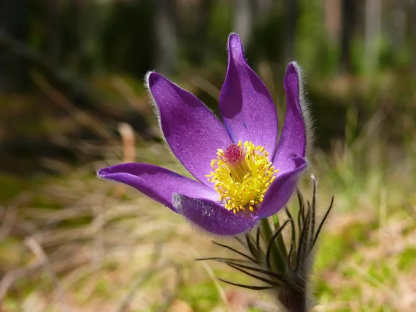 De Pulsatilla bloem (Pulsatilla patenen) — Stockfoto