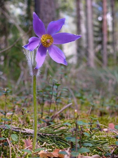 stock image The Pasque flower (Pulsatilla patens)