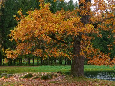 The oak alley