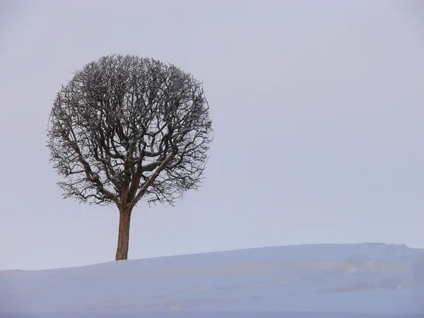 stock image A lonely tree