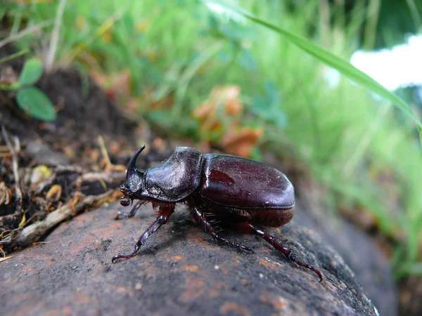 The European rhinoceros beetle (Oryctes nasicornis) — Stock Photo, Image