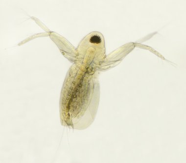 Diaphanosoma brachyurum