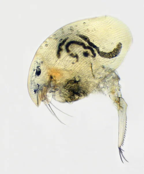 Camptocercus rectirostris — стокове фото