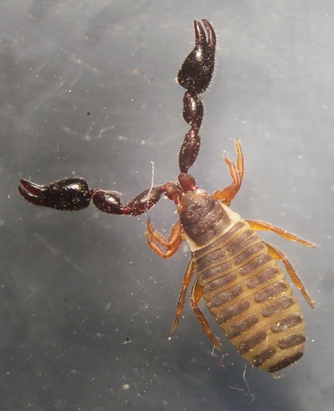 El Escorpión del Libro (Chelifer cancroides ) — Foto de Stock