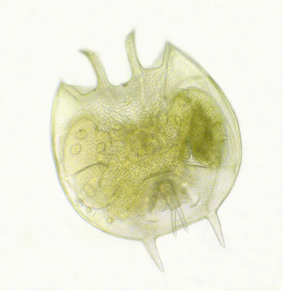 Platyias quadricornis — Stok fotoğraf