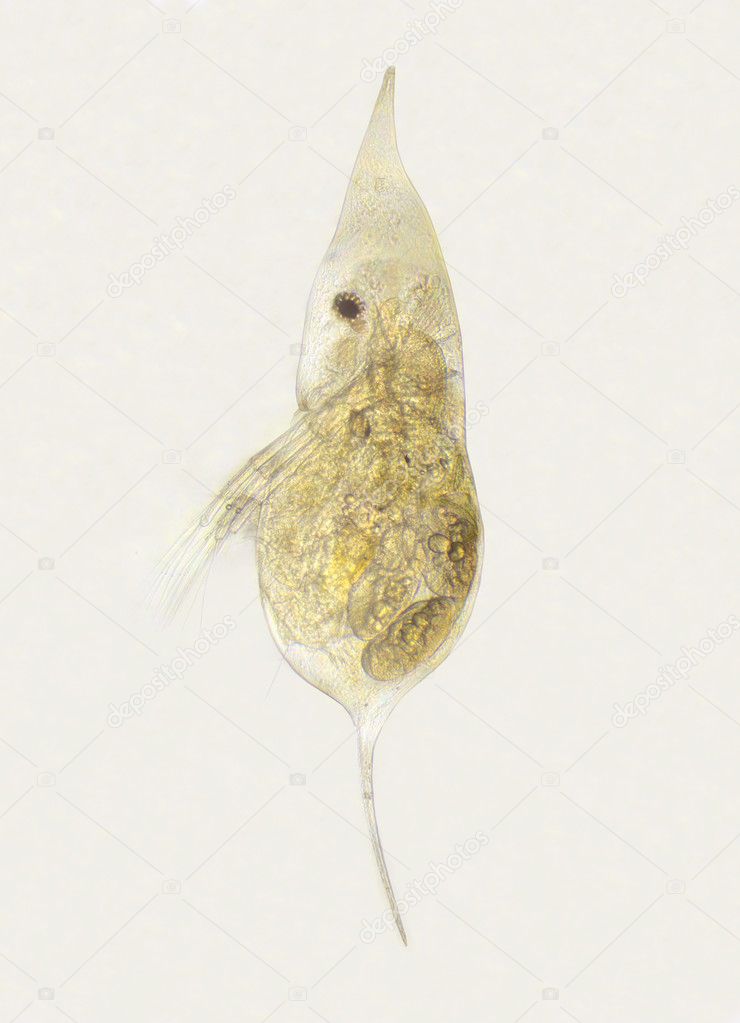 Á Daphnia Stock Images Royalty Free Daphnia Pictures Photos Download On Depositphotos