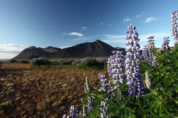 stock image Flower of Iceland