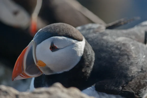 Puffin Royalty Free Stock Fotografie