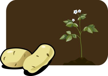 Illustration of a potato. clipart