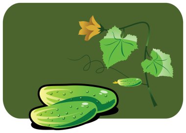 Cucumber clipart