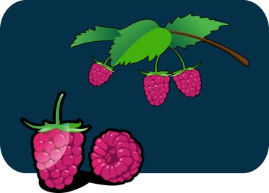 Raspberry clipart