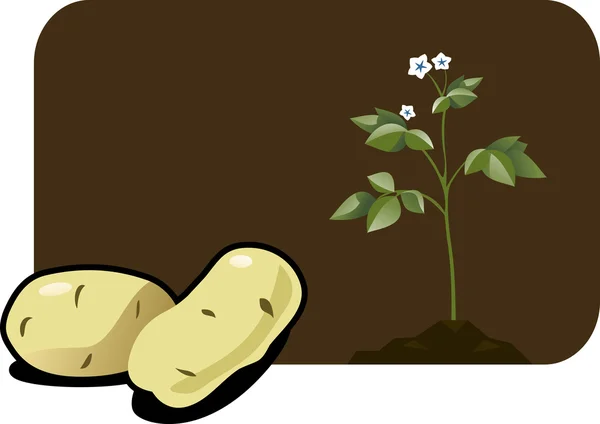 Illustration av en potatis. — Stock vektor
