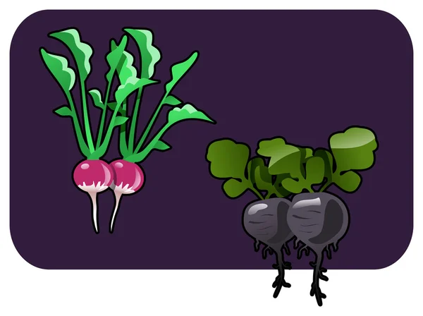 Illustration of a radish — Stock Vector