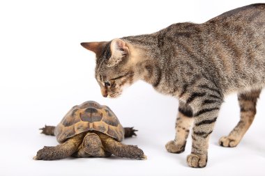 Striped cat examines land turtle clipart