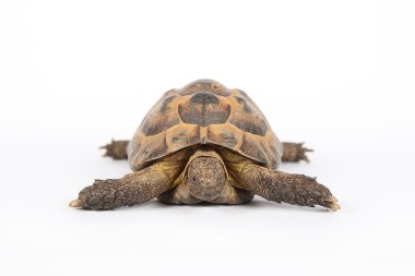 Land turtle isolated on white clipart