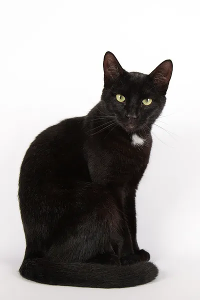 Чорний кіт ізольований на білому — стокове фото