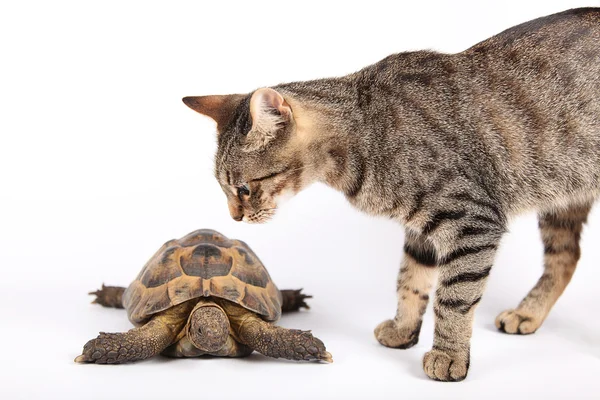 Смугастий кіт оглядає наземну черепаху — стокове фото
