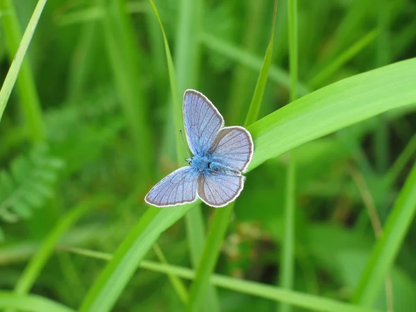 stock image Blue butterfly on a green leaf