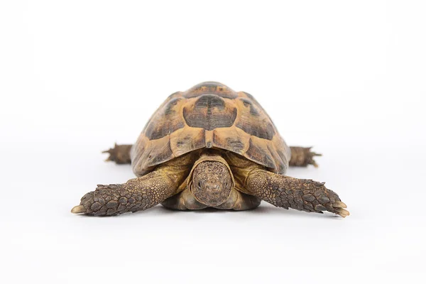 Tartaruga terrestre isolada em branco — Fotografia de Stock
