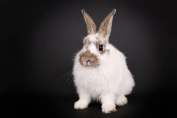 stock image White bunny on black background