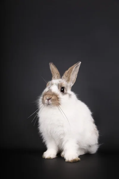 Siyah zemin üzerine beyaz tavşanı — Stok fotoğraf