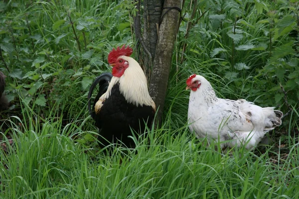 Cockerel et Poule dans l'herbe longue — Photo